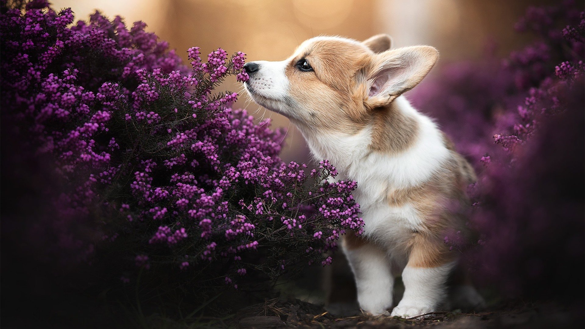 开云体育平台APP-从软脚蟹到钢铁侠，王哲林的血战抢七如何重塑上海男篮的冠军基因？