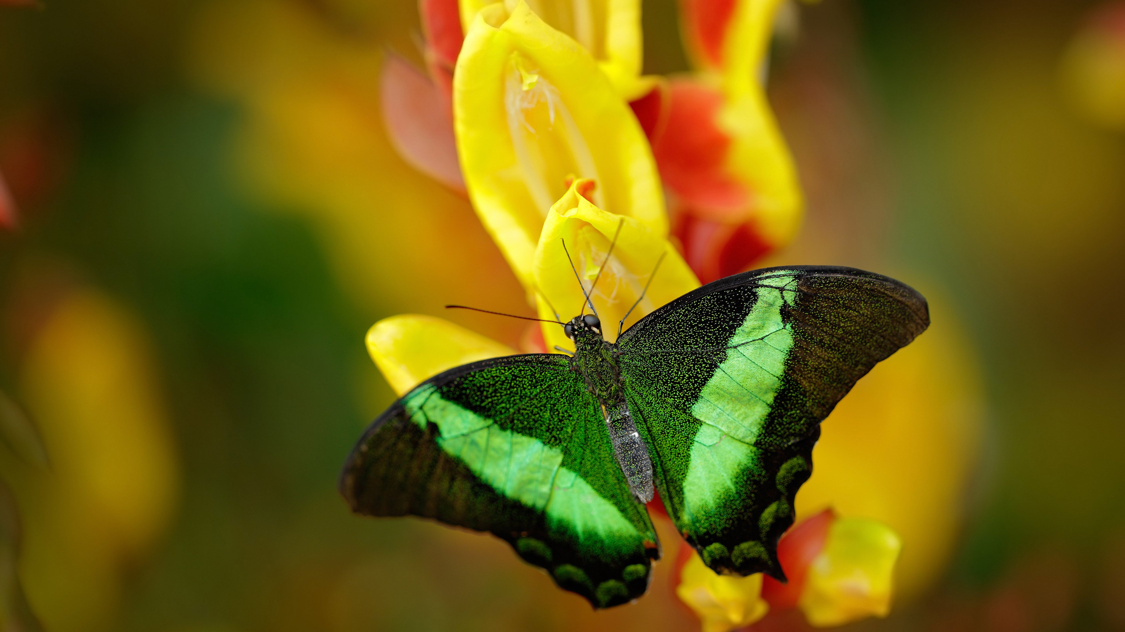 草根逆袭的幻梦与新王登基的序章，贝林厄姆一剑封喉