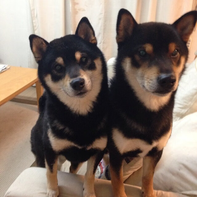 哈利伯顿末节暴走导演逆转，黄蜂蛰伤鹈鹕，新生代控卫的封神之战