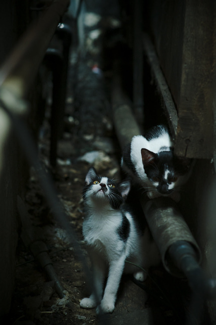 卡塔尔血拼里昂激战落幕，佩德里满分评分闪耀足坛