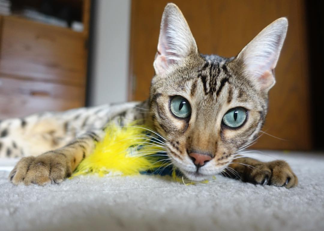 屠刀之下,鹈鹕无力挣扎!伦纳德一骑绝尘,掘金用窒息攻防诠释何为碾压