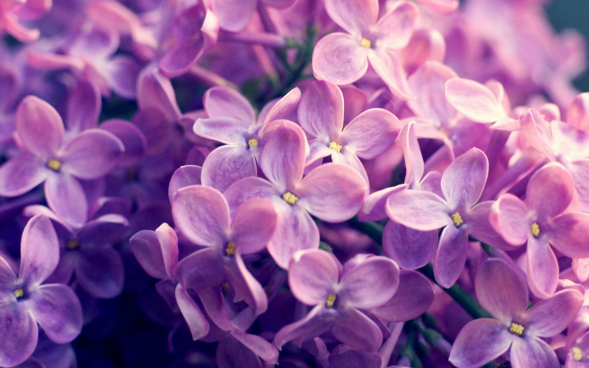 开云体育入口-逆风飞翔！东契奇在压力熔炉中终成金