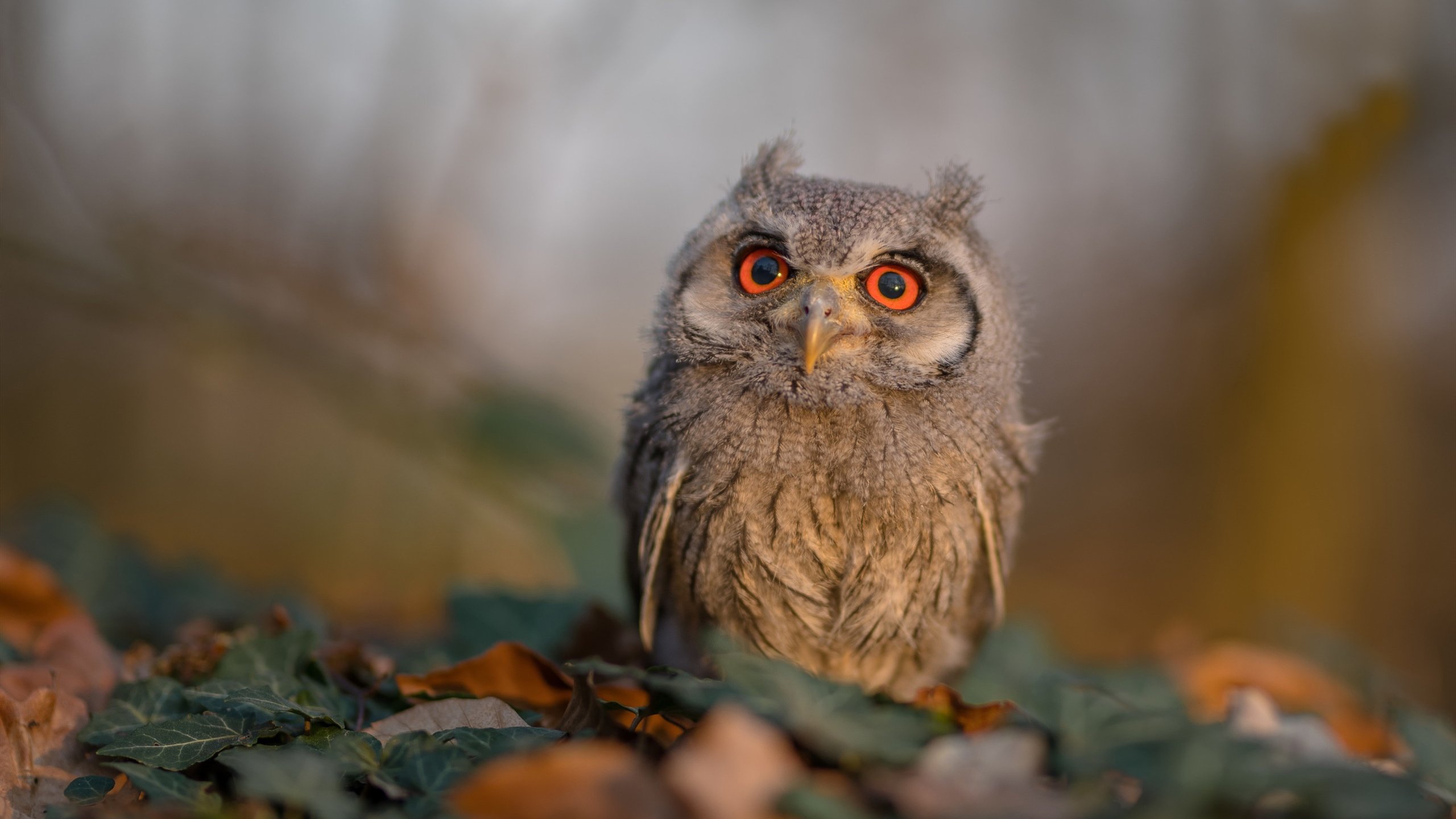 开云体育中国-一剑封喉！抢七夜李刚仁如何诠释完美