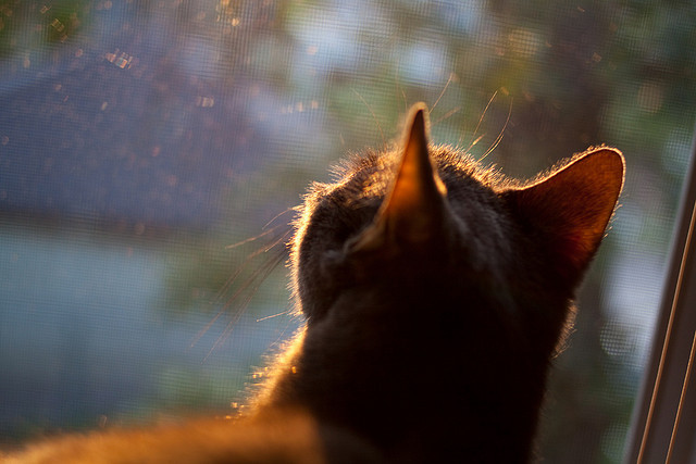 关键先生的铁血交响曲，卡拉斯科如何用连续得分撕碎拜仁防线