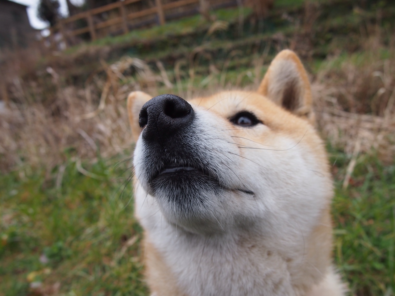 哈弗茨终场前致命一击，里昂绝境逢生力克瑞士