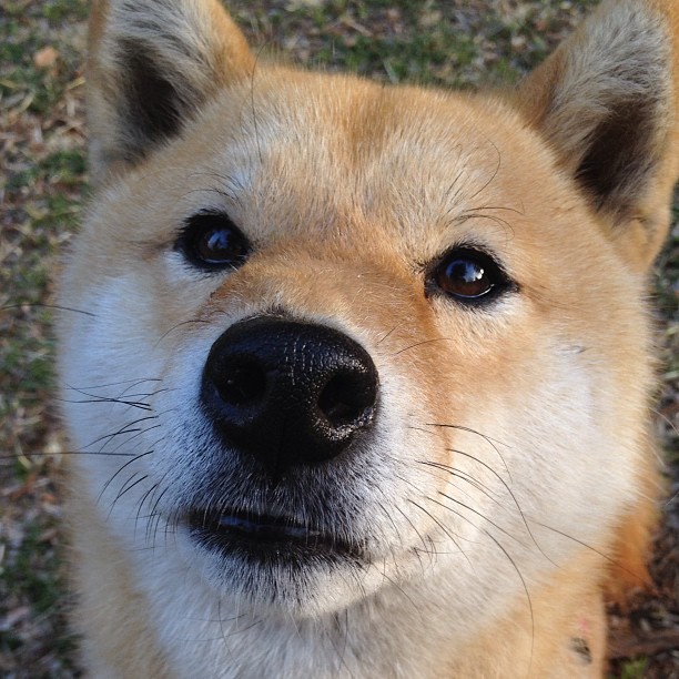 澳大利亚终结委内瑞拉，姆巴佩当选关键先生