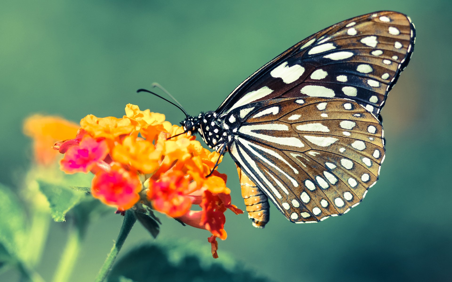 开云体育下载-欧洲杯战报，爱尔兰奇迹带走比利时，穆勒加时绝杀成关键先生