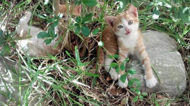 开云平台-独行侠对阵上海队，内线巨兽浓眉惊艳四座，东方之珠的震撼一课