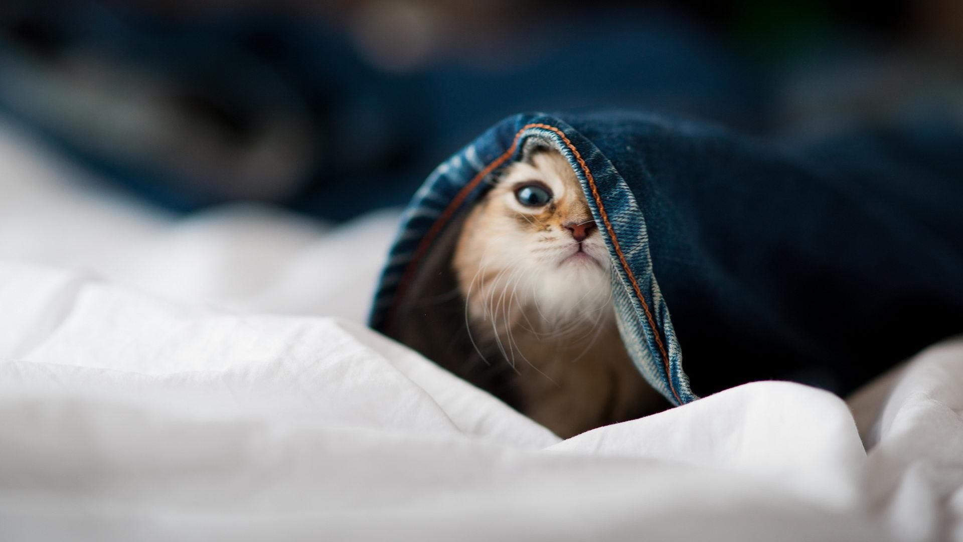 NBA季后赛之夜，罗德里防守端锁死对手，铸就钢铁防线