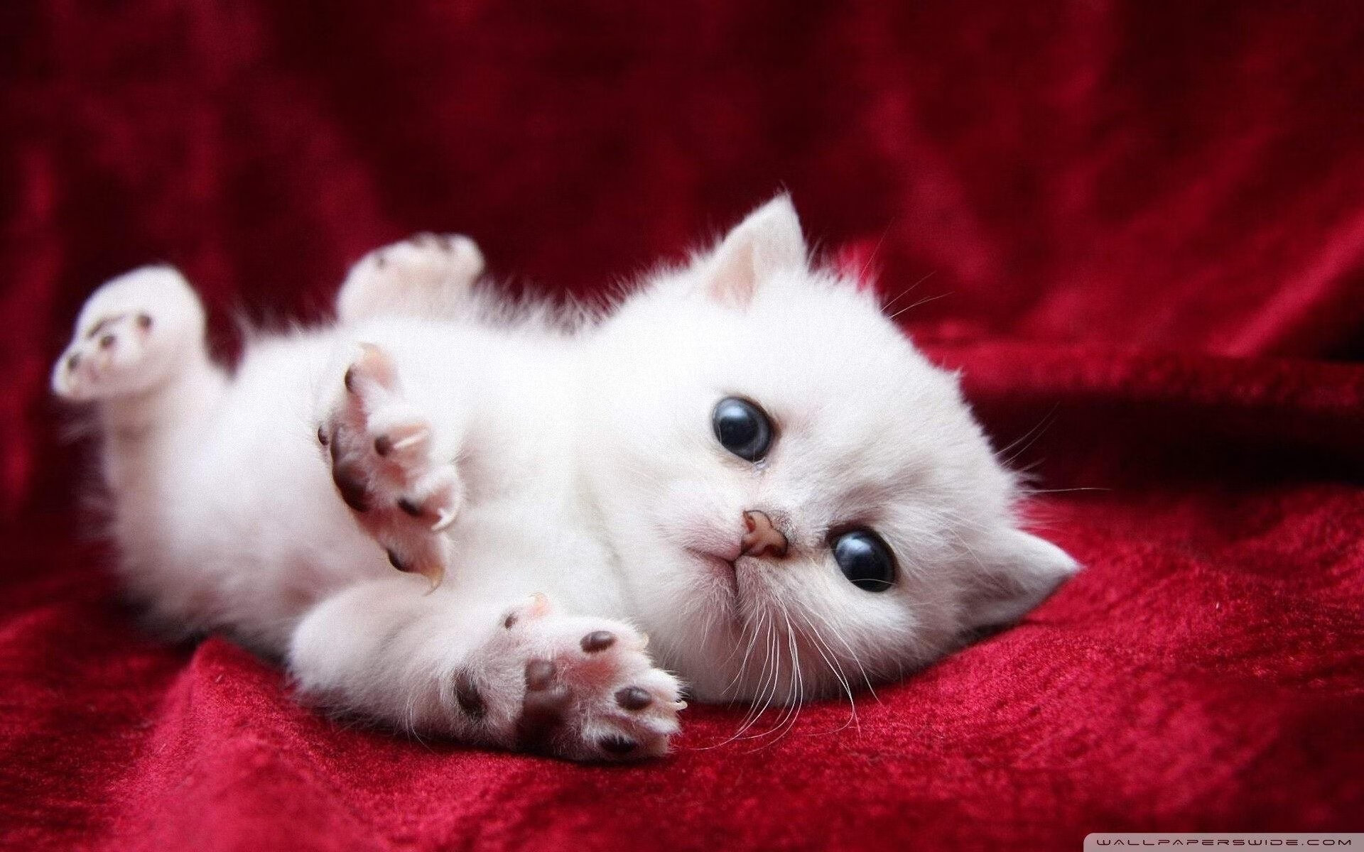 德意志战车高效碾压，战术完胜开启美加墨征程—德国队轻取芬兰的世界杯焦点战解析