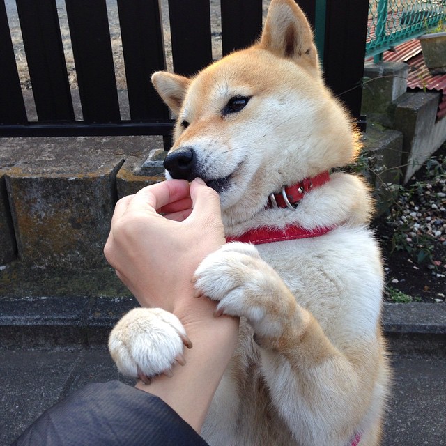 在最高压力下升华,塔图姆于抢七夜的赛场统治力