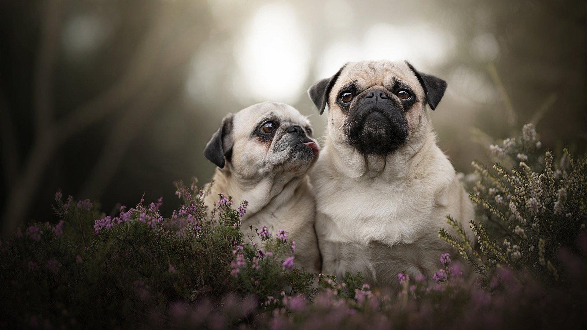 奇才硬仗取胜山西队，班凯罗攻防两端统治比赛