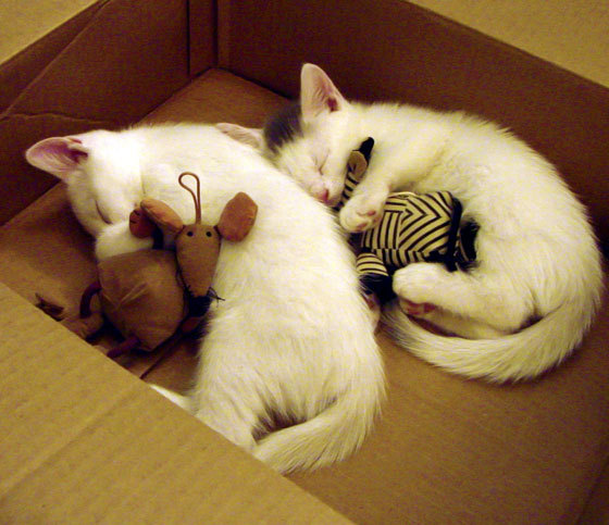 神锋驭红黑，铁骑俯首—伊布统治级数据撕碎克罗地亚防线