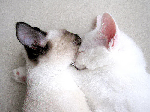 开云体育APP下载-奇才末节逆转带走黄蜂，锡安东决关键战统治赛场