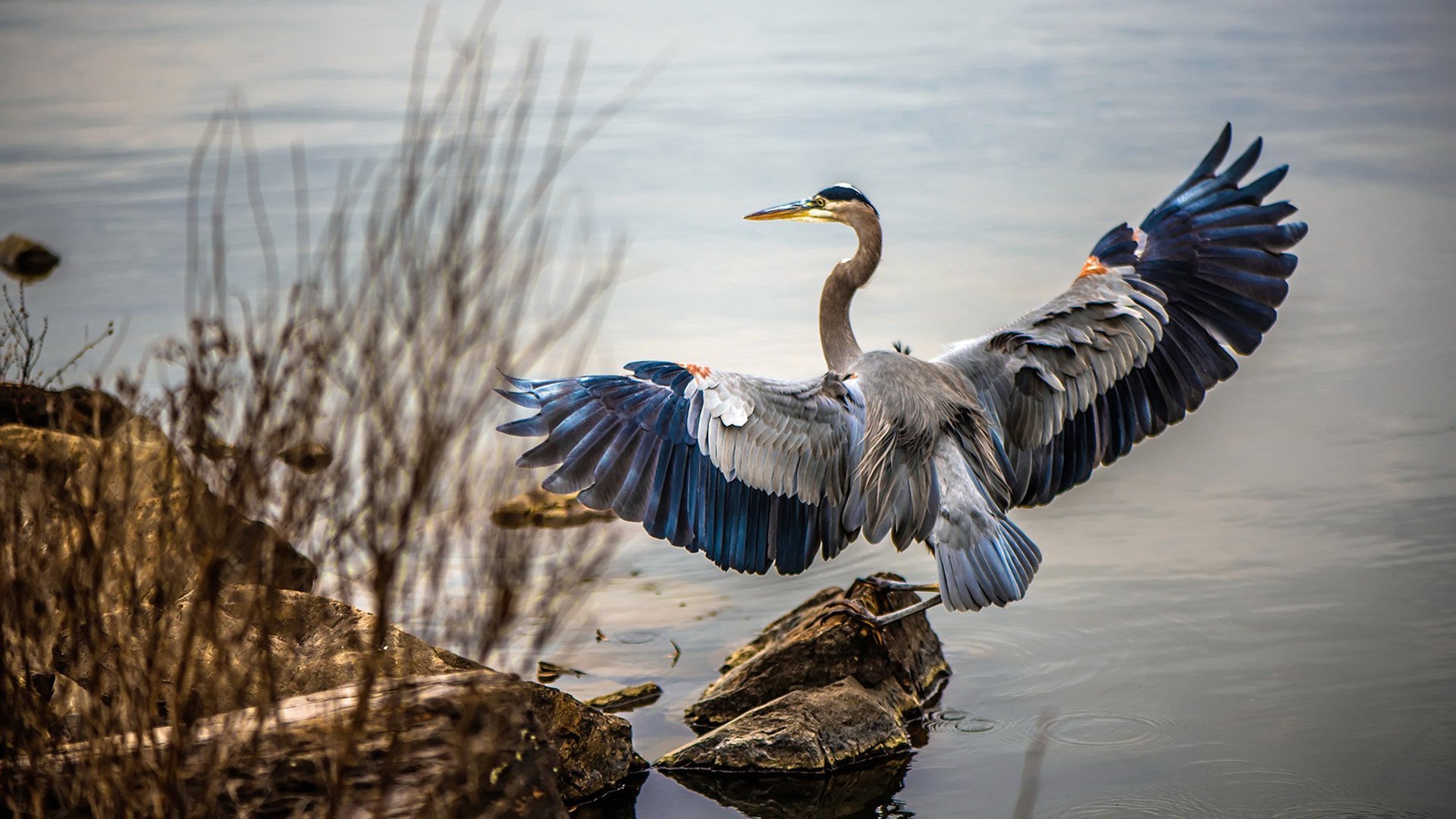 马刺掀翻绿衫军显团队锋芒，武切维奇稳健如磐续写内线传奇